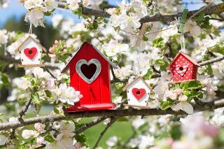 Foto: Vogelhaus im Frühling