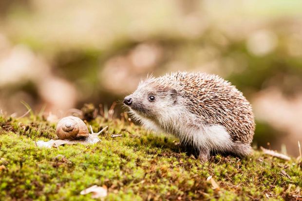 Foto: Igel