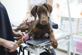 Foto: Hund beim Tierarzt