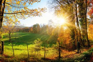 Foto: Wald im Herbst