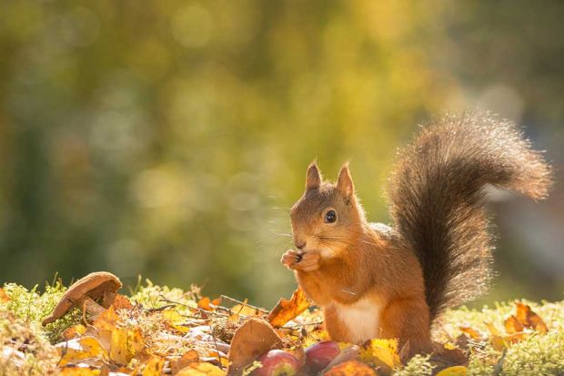 Foto: Eichhörnchen